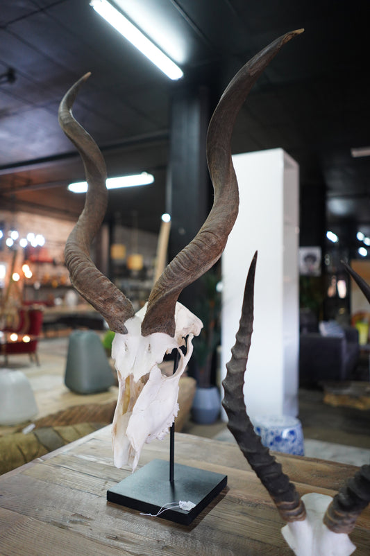 Kudu Horn Skull On Stand